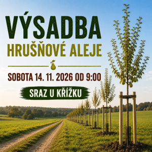 Výsadba hrušňové aleje 